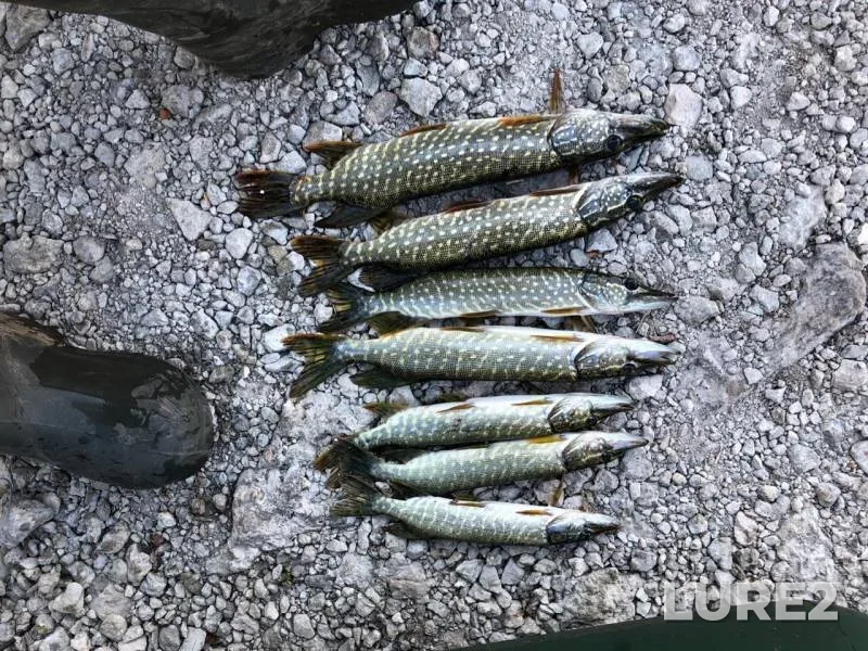 Pike — Tulskaya oblast, Aug 30, 2019