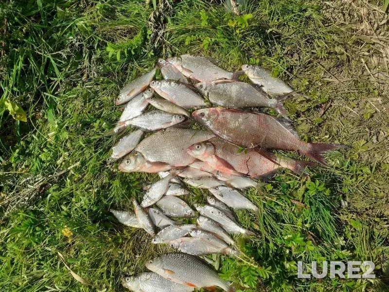 Bream, White bream — Oka, Aug 25, 2019