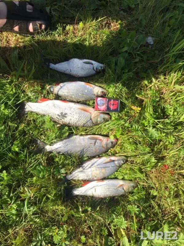 Chub, Roach — Oka, Aug 24, 2019
