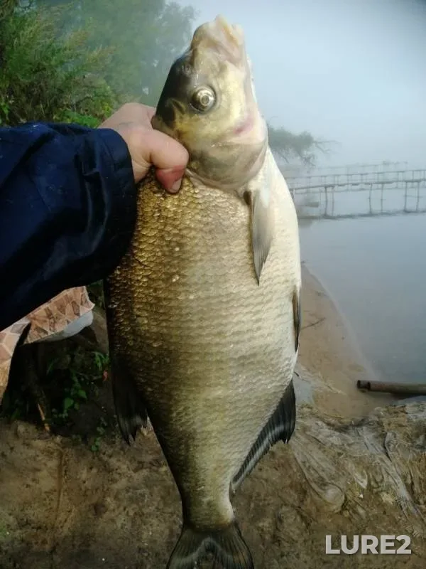Bream — Oka, Aug 08, 2019