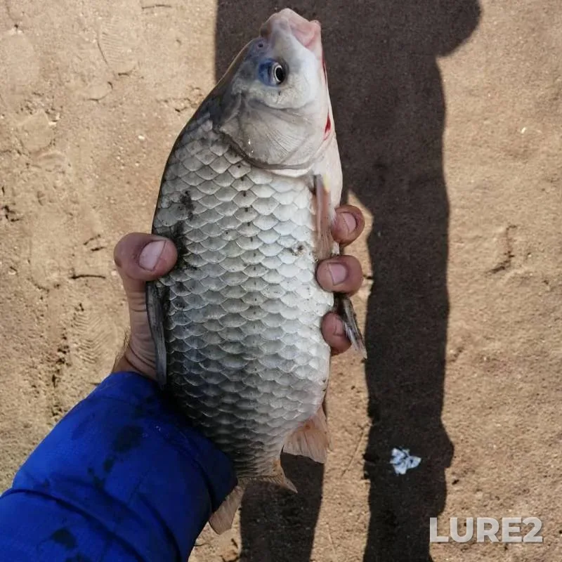 Crucian carp — Ural, Sep 24, 2019