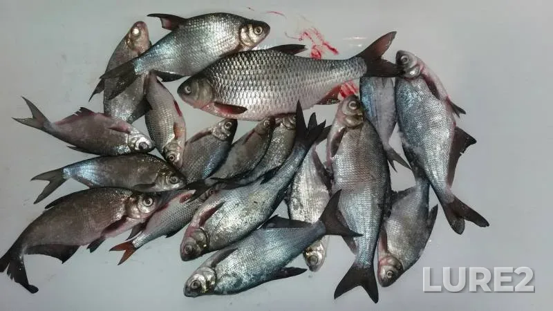 Roach — Dnepr, Jan 23, 2016