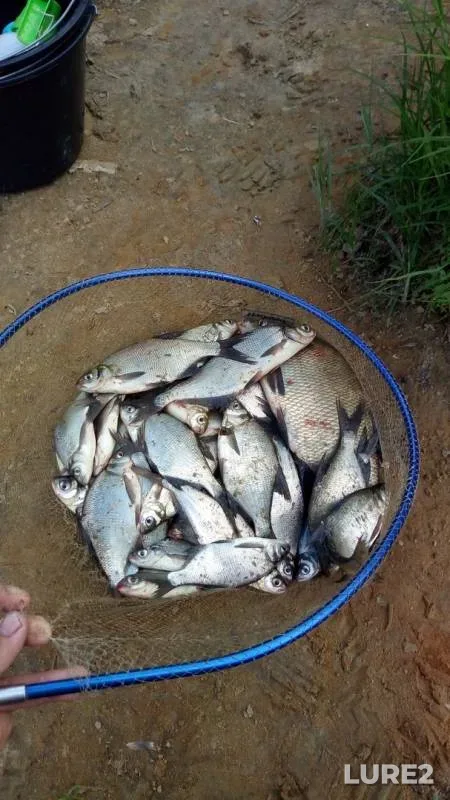 Bream — Oka, Jul 03, 2018