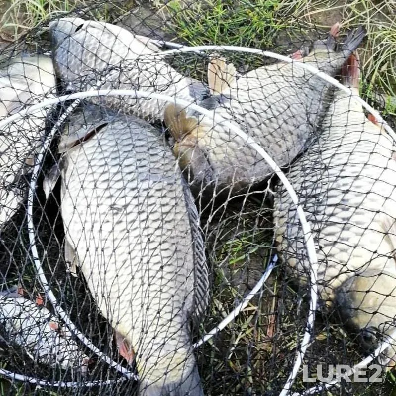 Carp — Ryazanskaya oblast, Jun 03, 2019