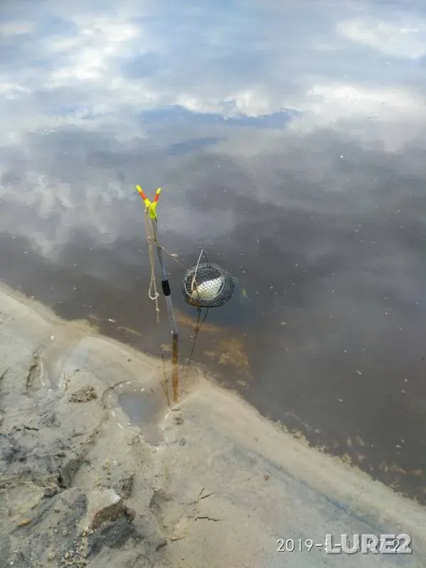 White bream — Oka, May 14, 2019