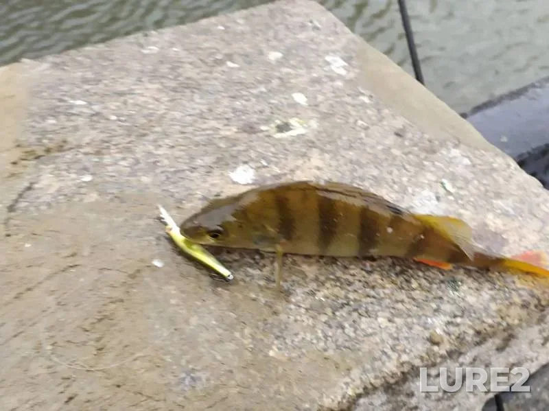 Perch — Vodootvodnyy kanal, Nov 04, 2019