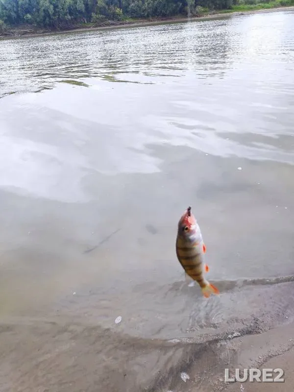 Perch, Roach — Irtysh, Aug 22, 2019