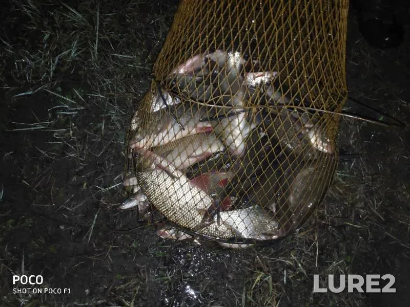 Bream, Ide — Tom, Jun 05, 2019