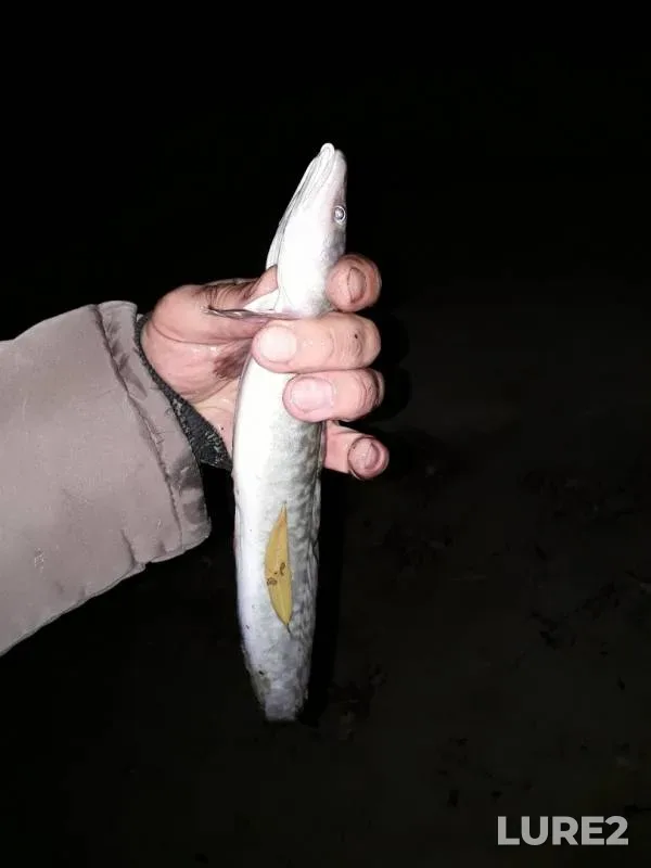 Burbot — Irtysh, Nov 02, 2019