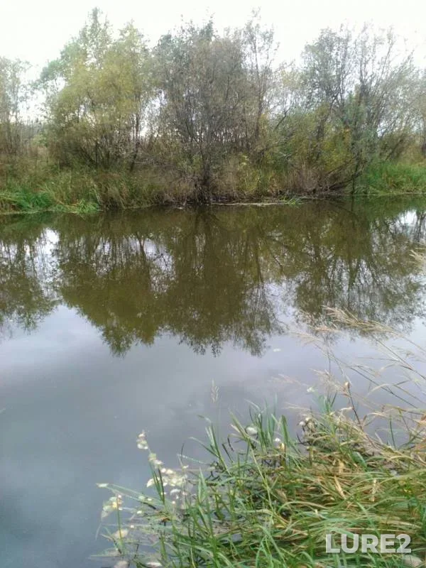 Bream, Roach — Neyva, Sep 16, 2019