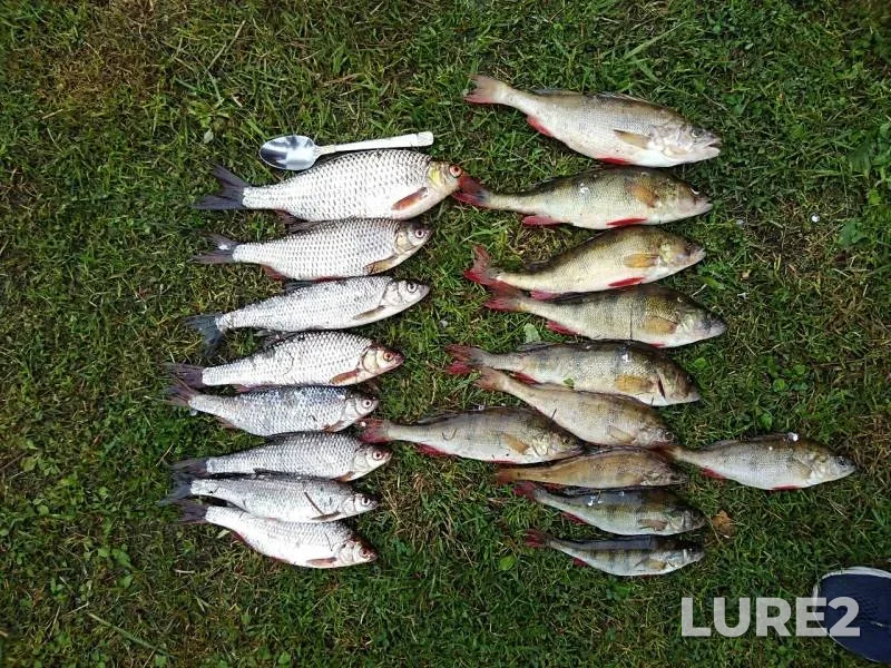 Perch, Roach — Leningradskaya oblast, Kirovskiy rayon, Aug 21, 2019
