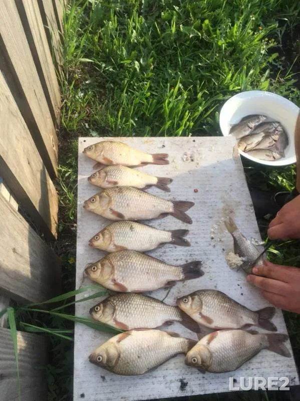 Crucian carp — Chulym, Jun 10, 2019