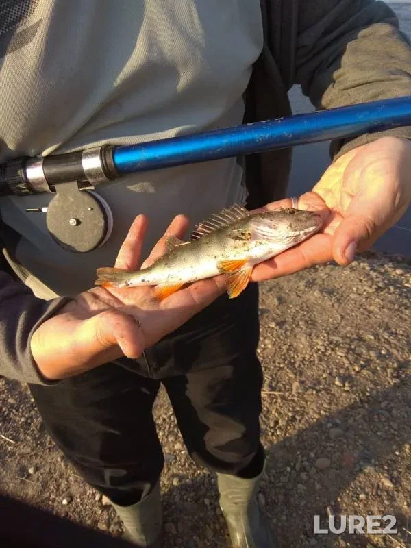 Perch — Tom, Jun 12, 2019