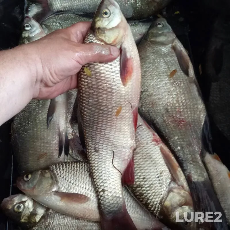 Bream, Ide — Ob, Jun 15, 2019