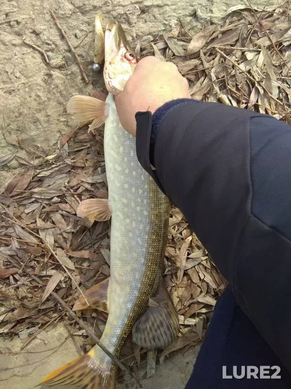 Pike — protoka Malaya Zatonskaya, Apr 21, 2018