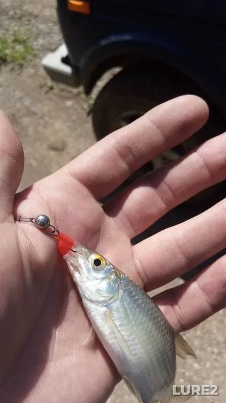 Perch — Yayva, Jun 16, 2019