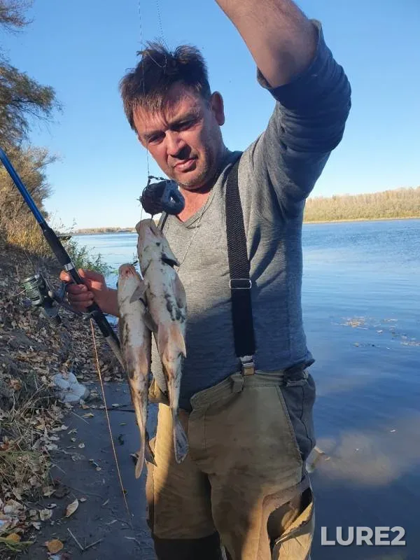 Crucian carp, Ide — Akhtuba, Oct 18, 2019