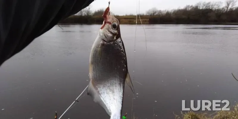 Bream, White bream — Siversov kanal, Nov 02, 2019