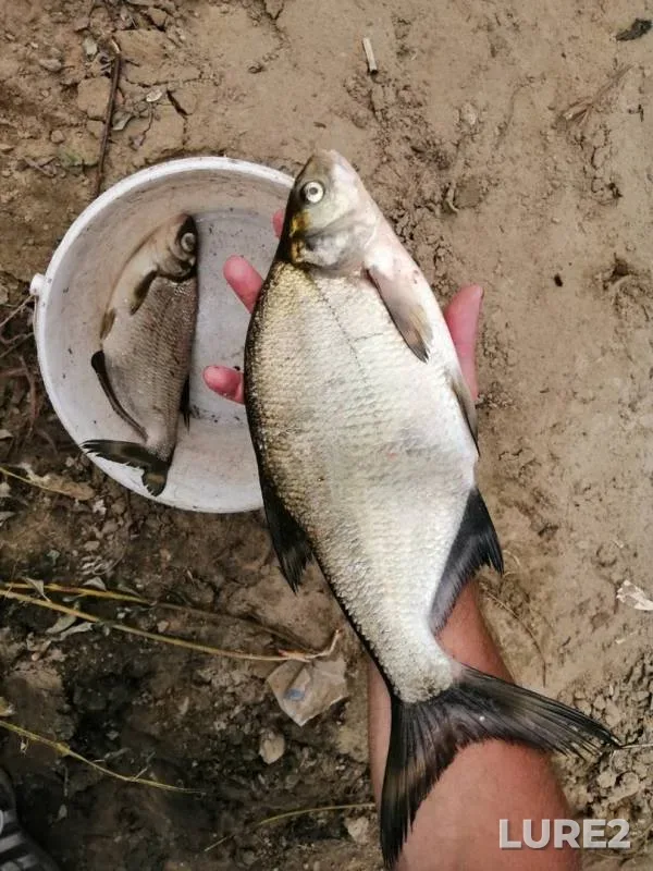 Bream — Desna, Jun 08, 2019