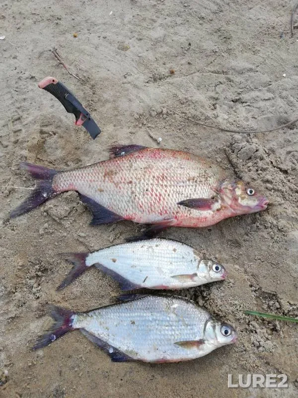 Bream — Oka, Aug 17, 2018
