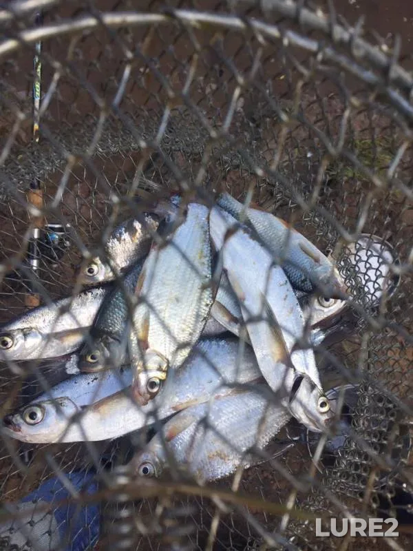 Bream, Roach — Vyatka, Jul 24, 2019
