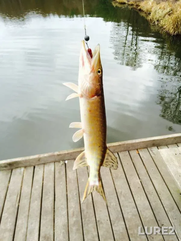 Pike — Kiїvska oblast, Mar 23, 2016