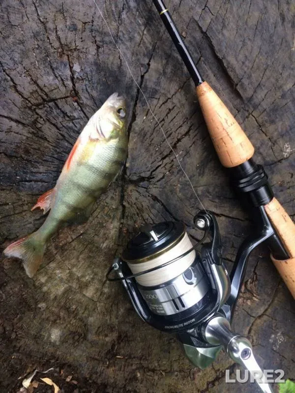 Perch — Chernіvetska oblast, Jun 18, 2017