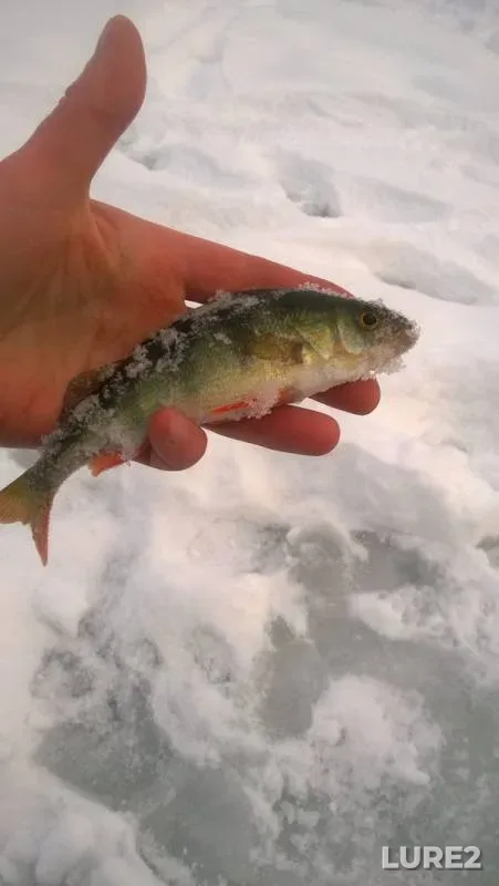 Perch — Malyshevskiy karyer, Jan 03, 2019