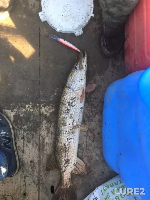 Pike — Akhtuba, Oct 01, 2018