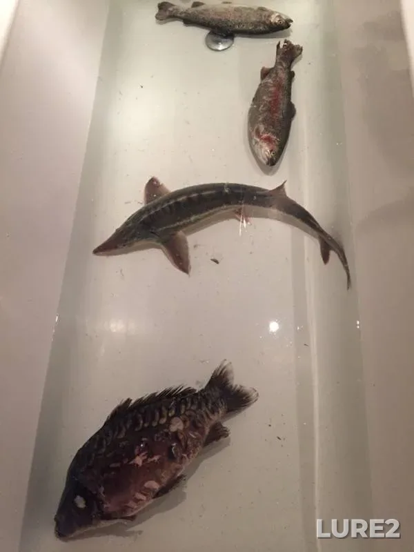 Carp, Rainbow trout — Moskovskaya oblast, gorodskoy okrug Chekhov, Nov 06, 2018