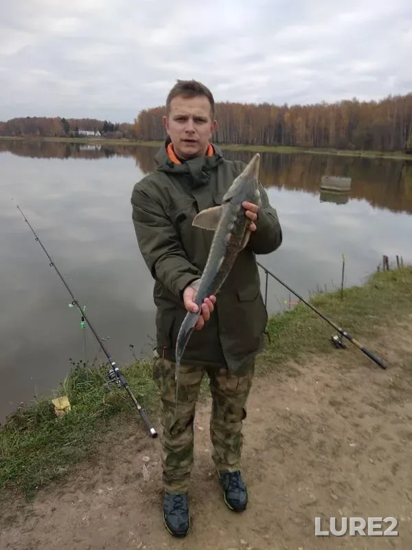 Rainbow trout — Moskovskaya oblast, gorodskoy okrug Chekhov, Oct 22, 2018