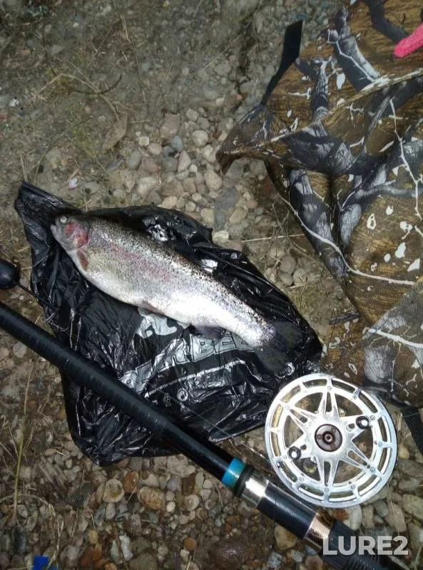 Rainbow trout — Angara, Aug 03, 2019