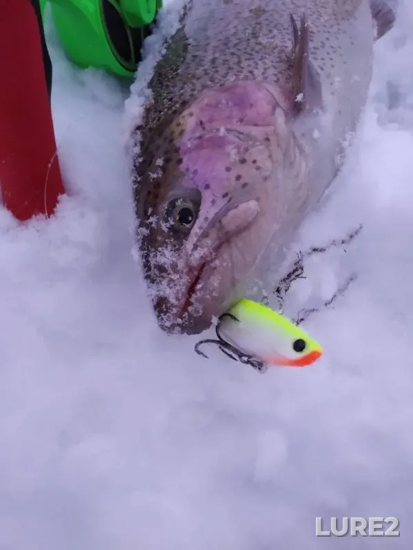 Rainbow trout — Strelka, Jan 09, 2019