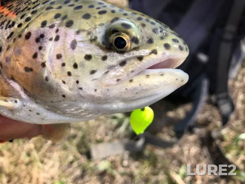 Pike, Rainbow trout — Kemerovskaya oblast, May 04, 2018
