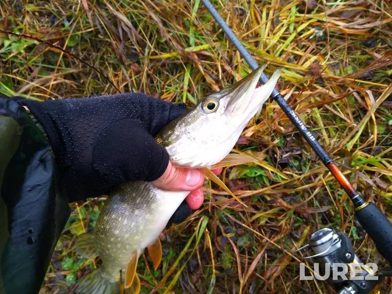 Perch, Pike — Kemerovskaya oblast, Oct 20, 2017