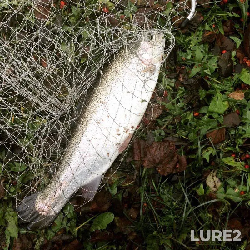 Rainbow trout — Moskovskaya oblast, Odintsovskiy gorodskoy okrug, Nov 12, 2017