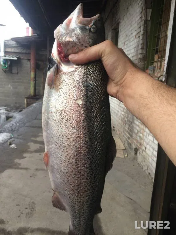 Rainbow trout — Yenisey, Mar 14, 2019