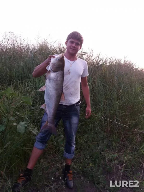 Silver carp — Mokraya Sura, Aug 25, 2016