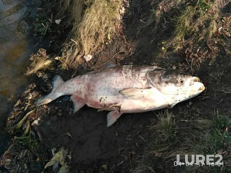 Silver carp — Ros, Apr 04, 2017
