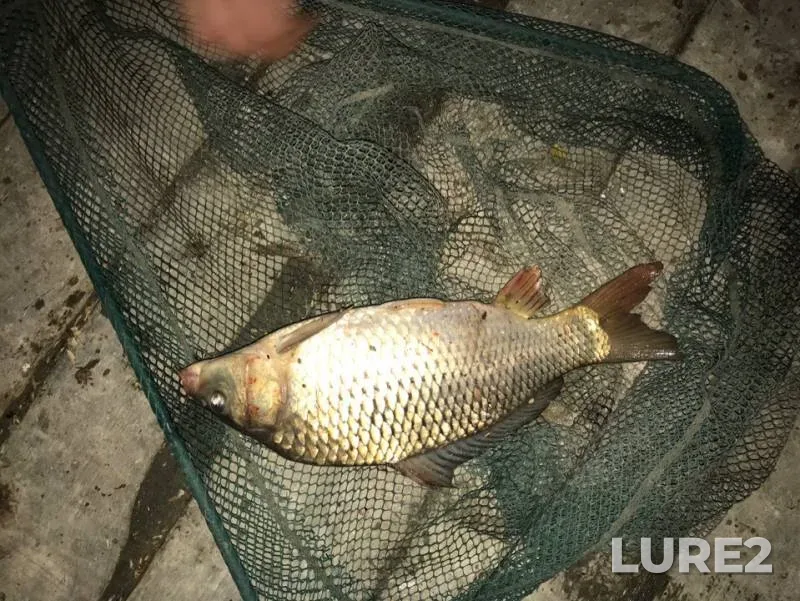 Carp — Krasnodarskiy kray, May 17, 2019