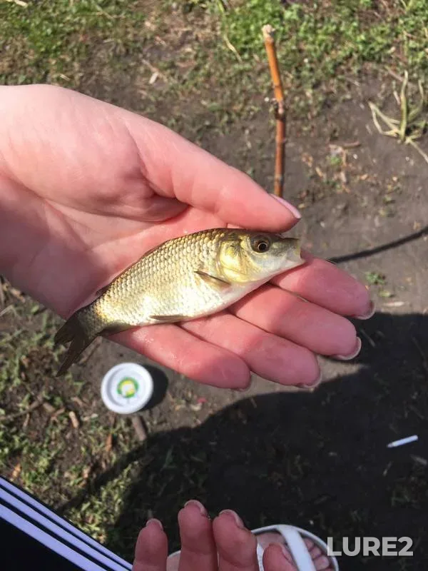 Carp, Crucian carp — Oskol / Oskіl, Apr 27, 2019