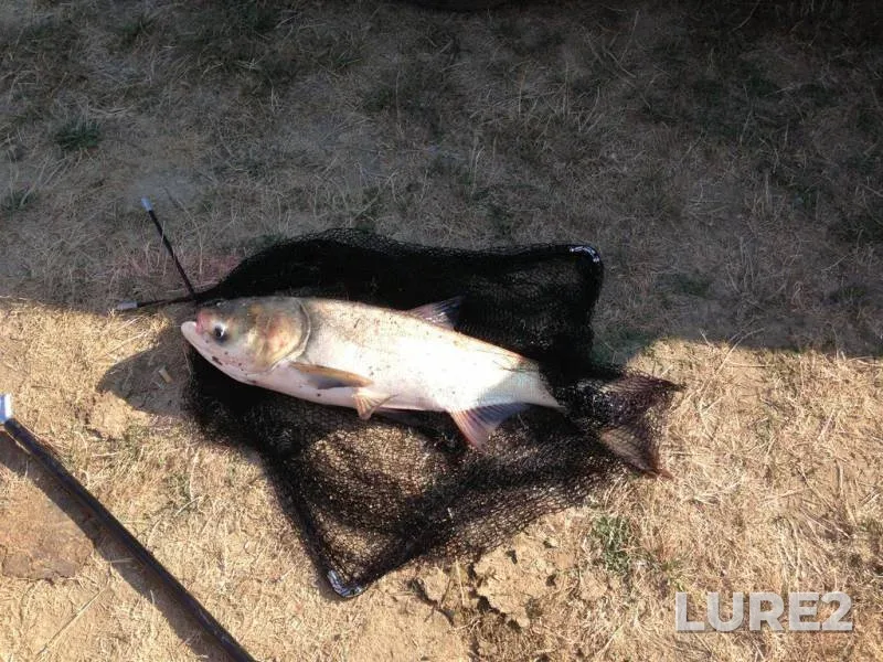 Silver carp — Avtonomna Respublika Krim, Aug 30, 2015