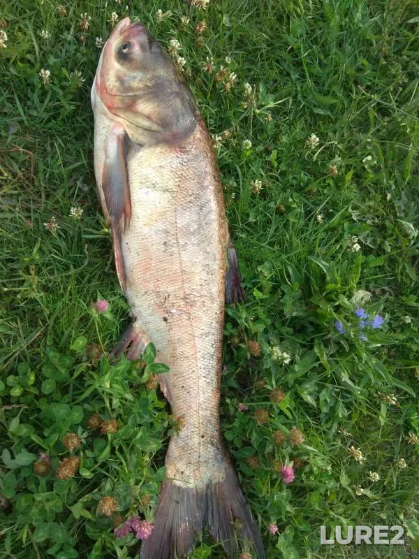 Carp — Chernikov, Jul 25, 2019
