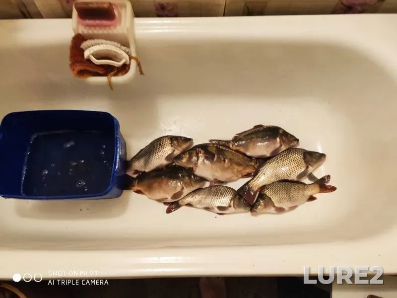 Carp — Voronezhskaya oblast, Aug 11, 2019
