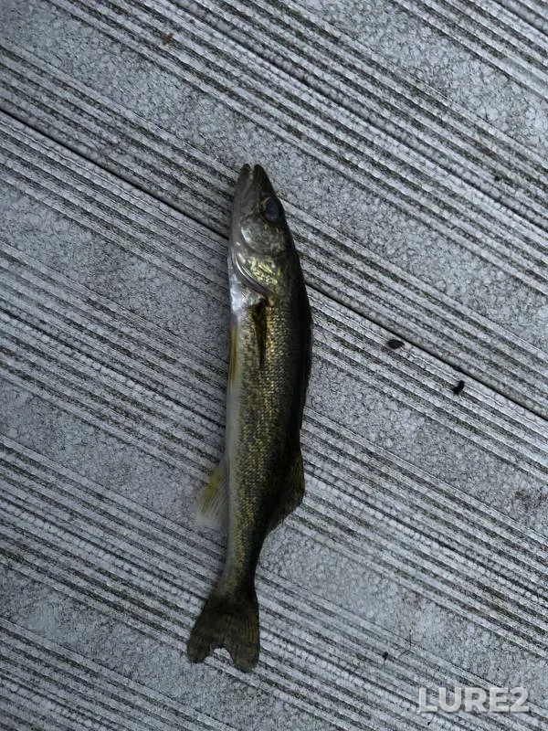 Walleye — Roosevelt Lake, Mar 27, 2020, 7:39 PM