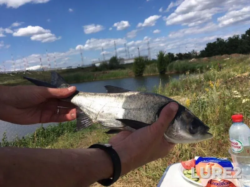 Carp — Samarskaya oblast, Jul 13, 2019