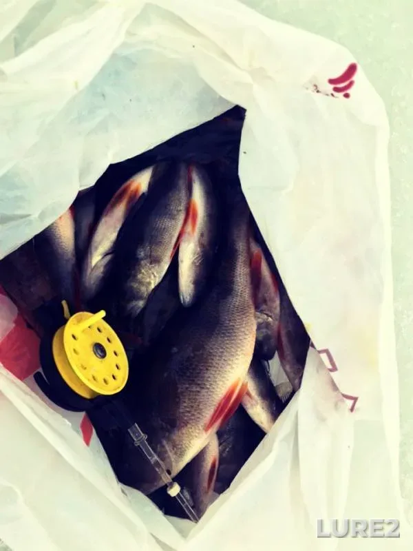 Perch — Chervonoye, Feb 19, 2019