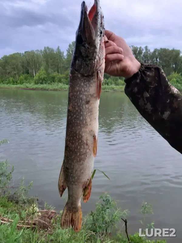 Pike — Biya, Jun 18, 2019