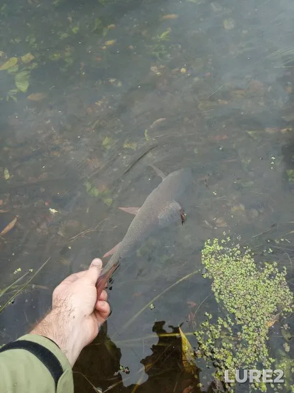 Bream, Chub — Dnepr, Sep 18, 2019