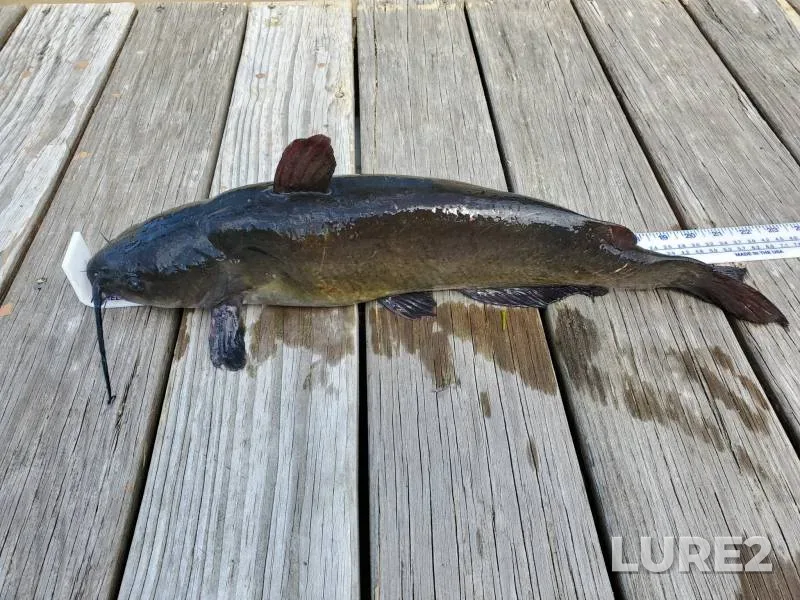 Channel catfish — Mississippi River, Jul 09, 2014, 3:01 AM